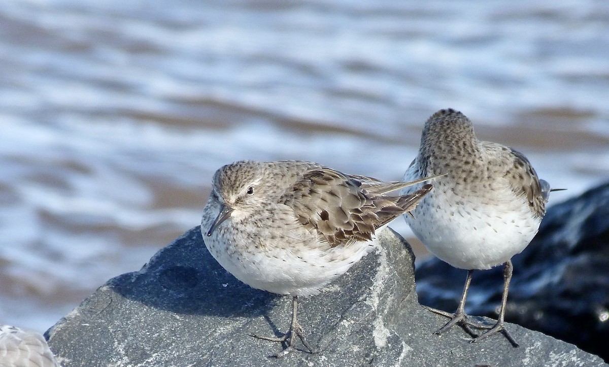 Ak Sokumlu Kumkuşu - ML644814218