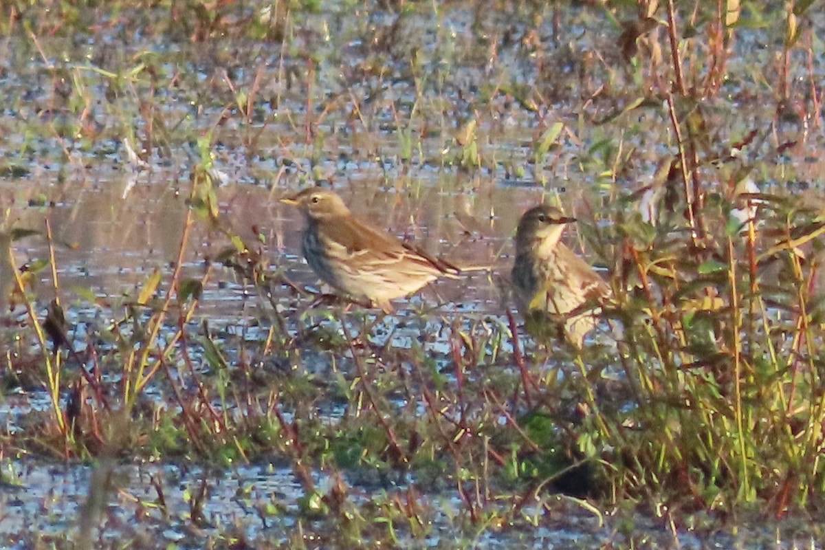 Water Pipit - ML644814219