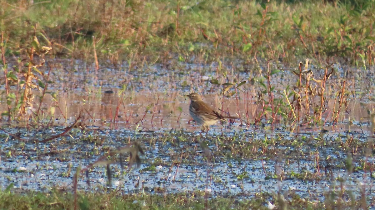 Water Pipit - ML644814220
