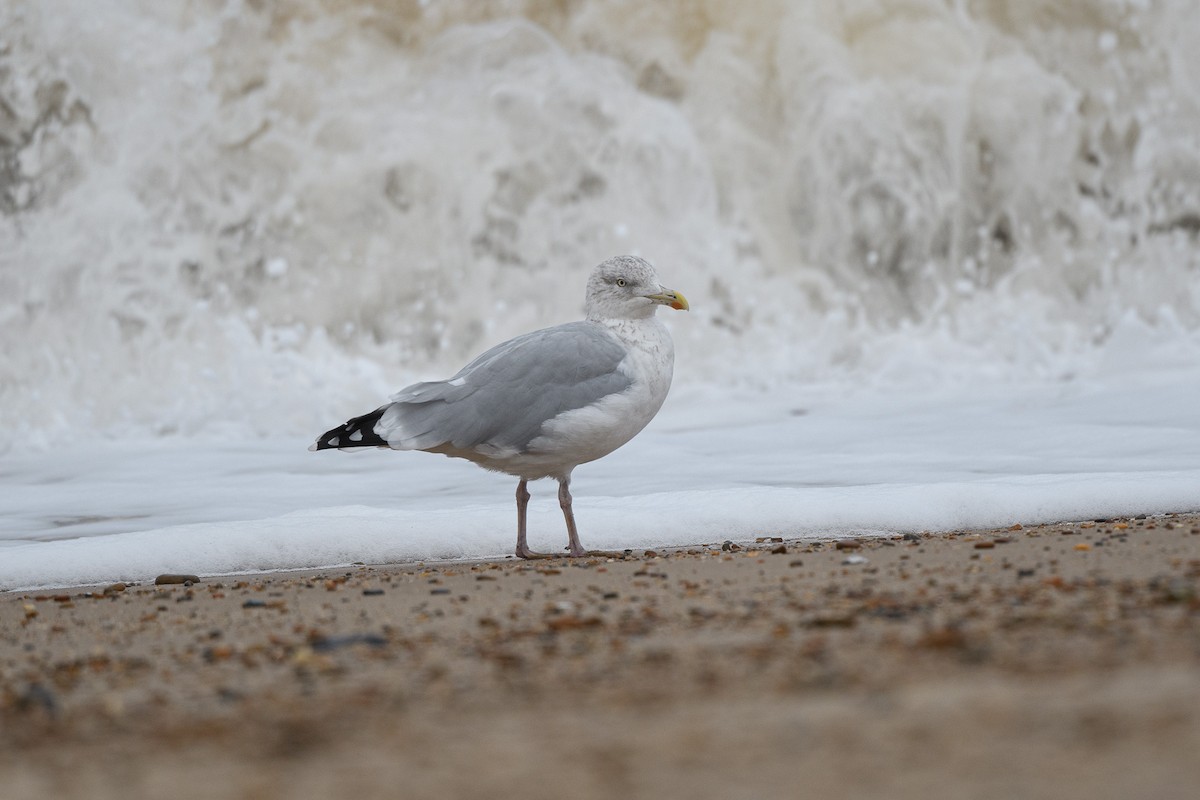 European Herring Gull - ML644814228