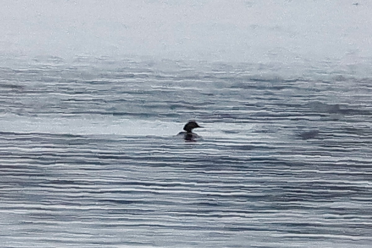 morčák sp. - ML644814238