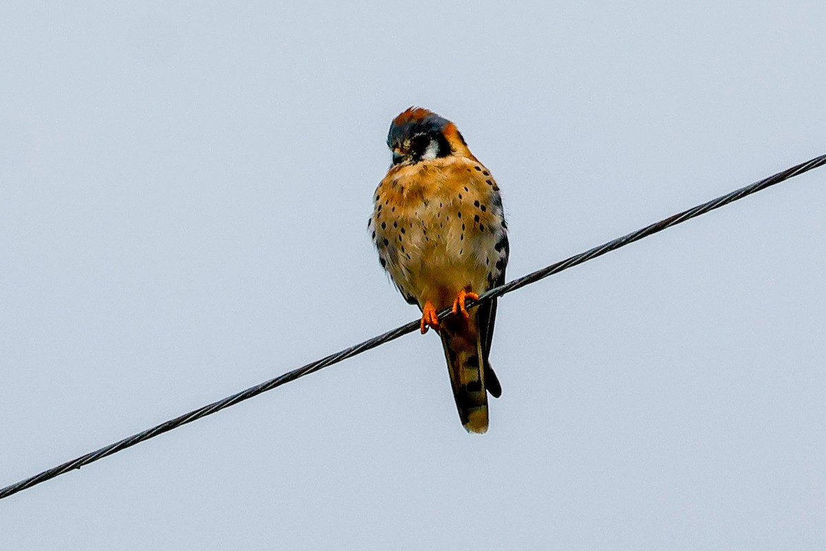 American Kestrel - ML644814250