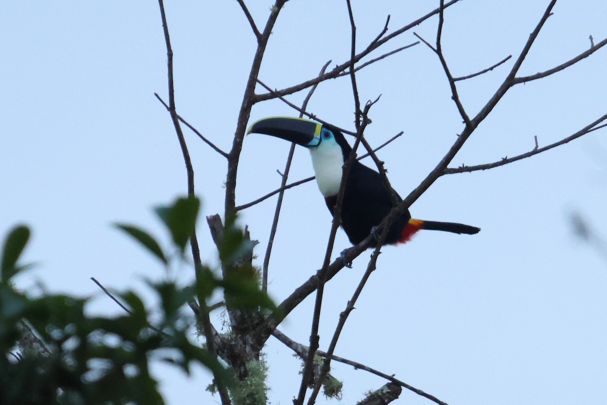 Channel-billed Toucan - ML644814251