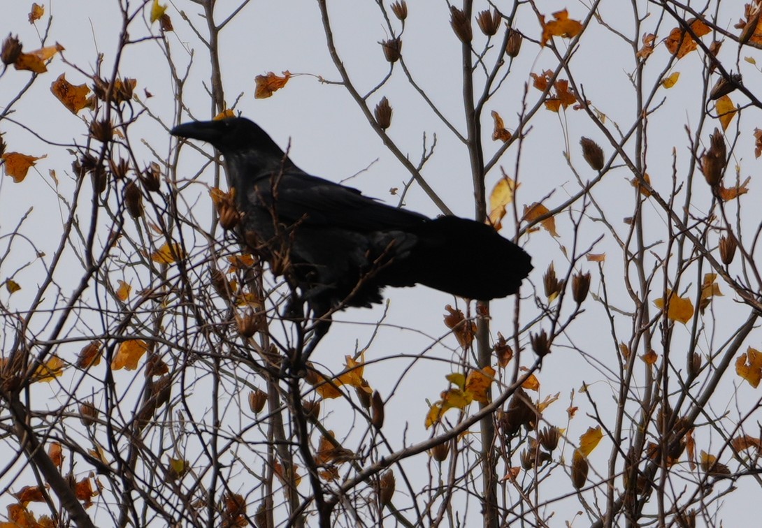 Grand Corbeau - ML644814253