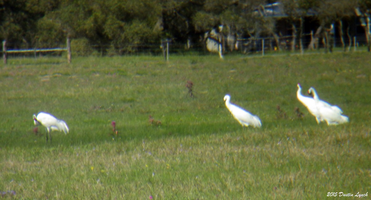 trompettrane - ML644814257