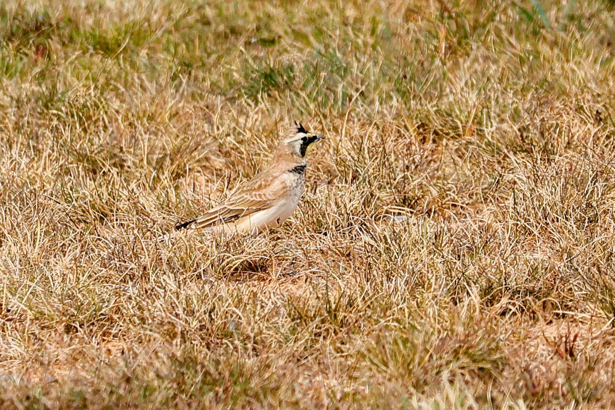 Horned Lark - ML644814260