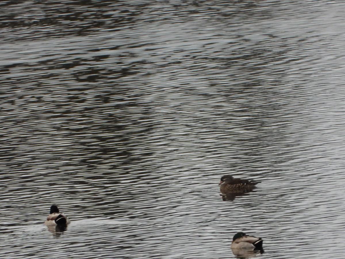 Mandarin Duck - ML644814264