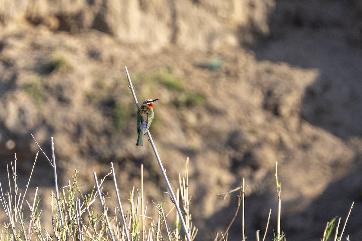 White-fronted Bee-eater - ML644814269