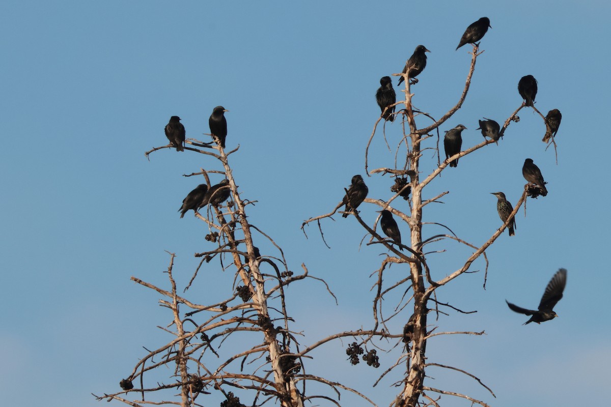 Étourneau unicolore - ML644814272