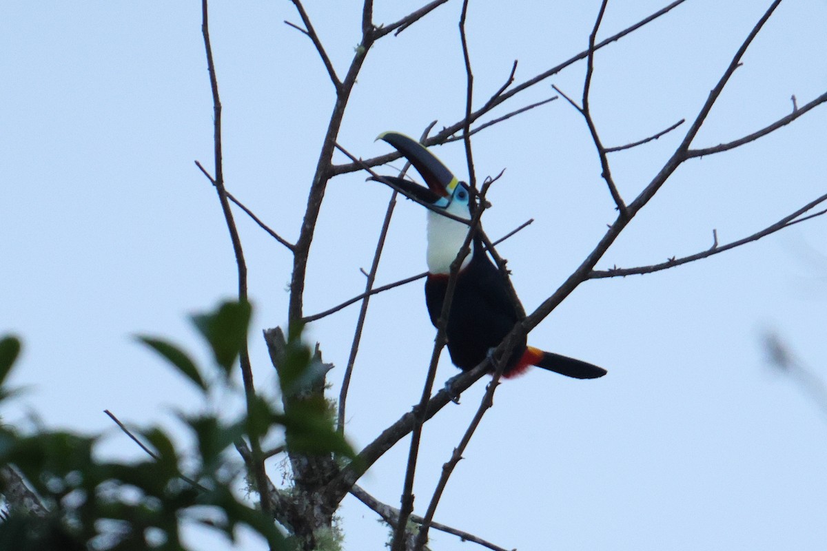 Channel-billed Toucan - ML644814278