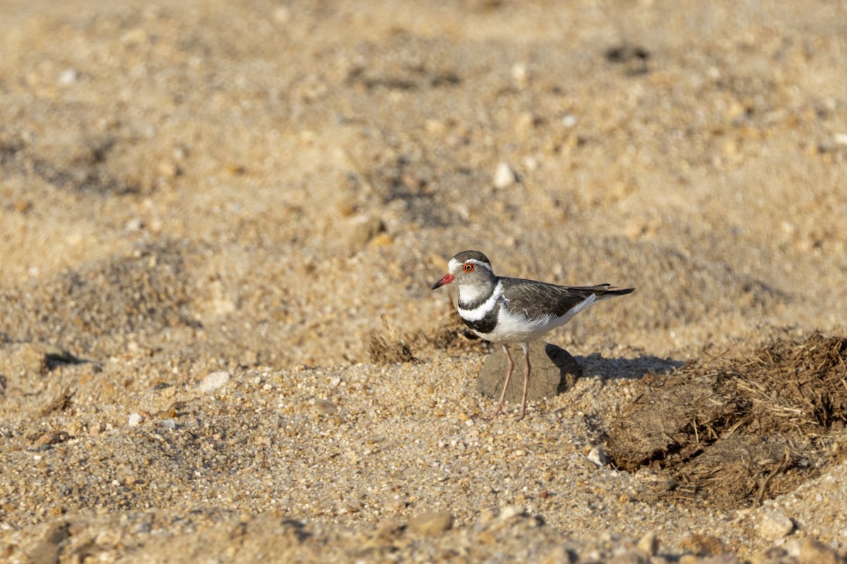 Dreiband-Regenpfeifer - ML644814281