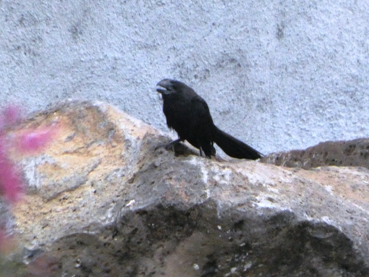 Smooth-billed Ani - ML644814289