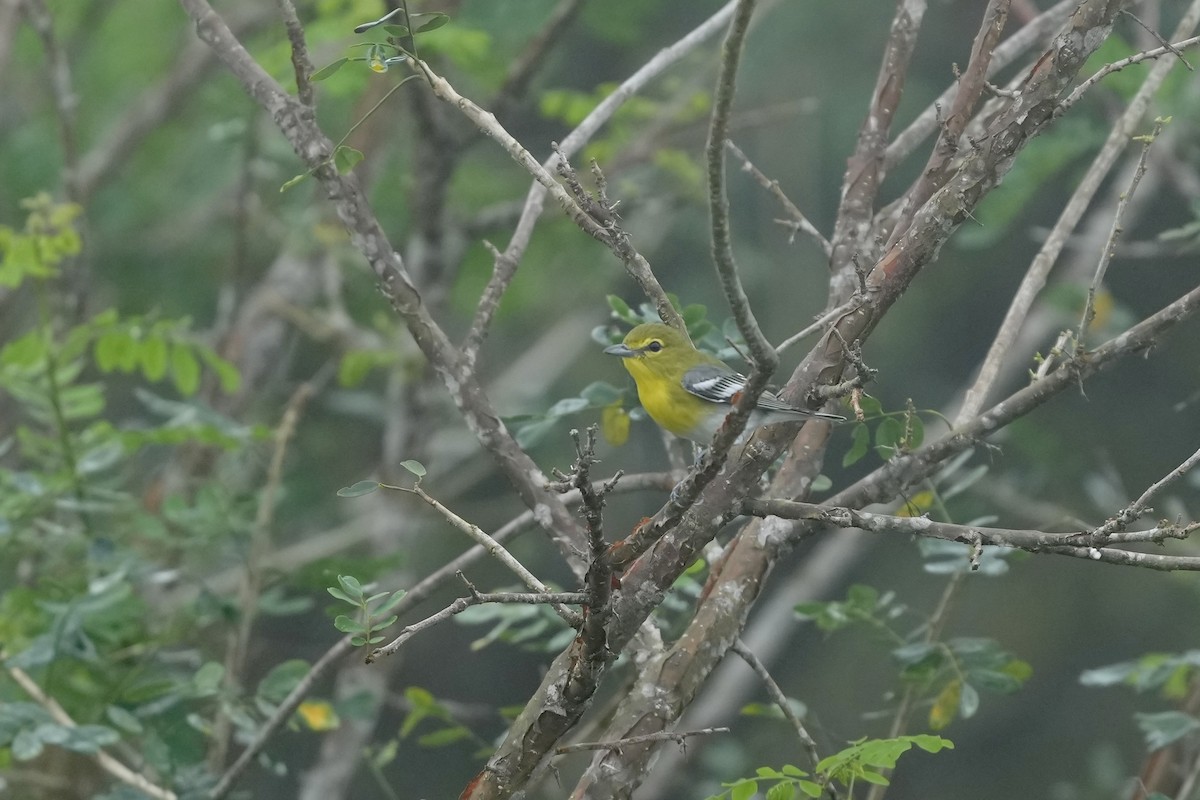 Gelbkehlvireo - ML644814291