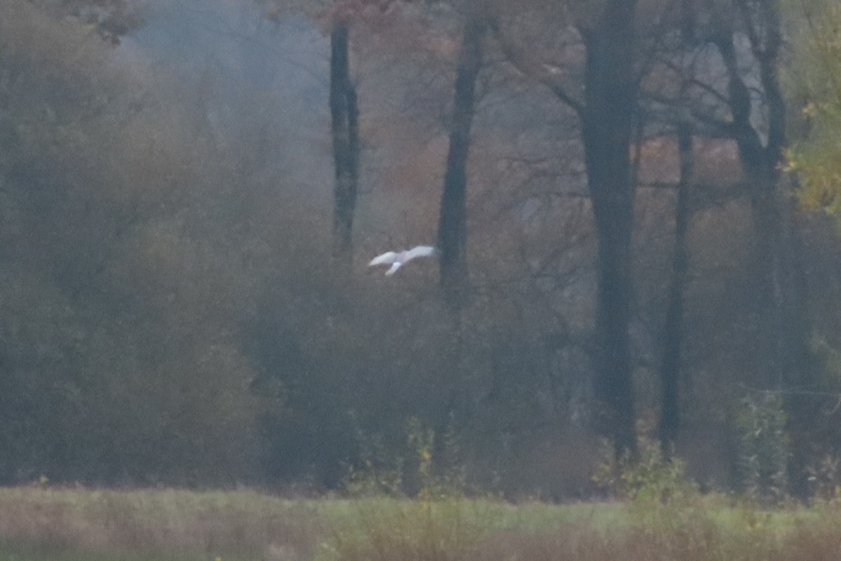 Hen Harrier - ML644814295