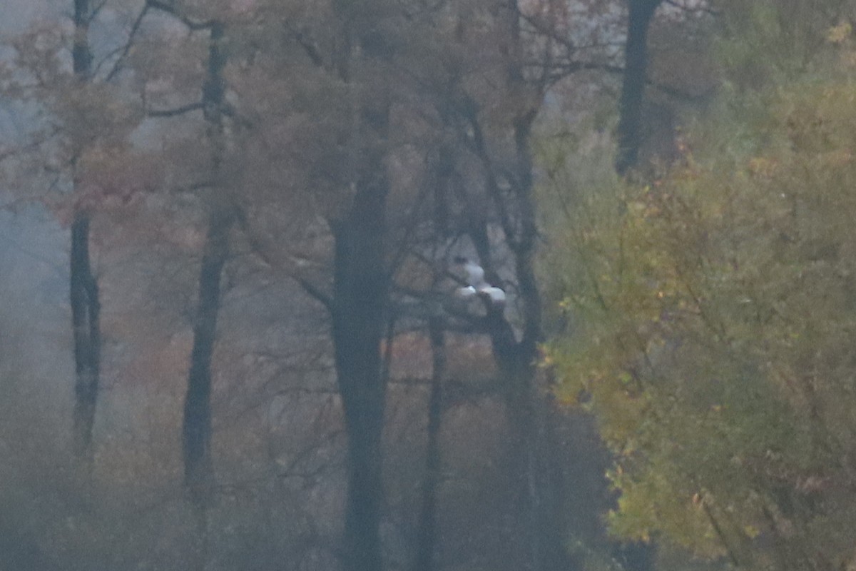 Hen Harrier - ML644814296