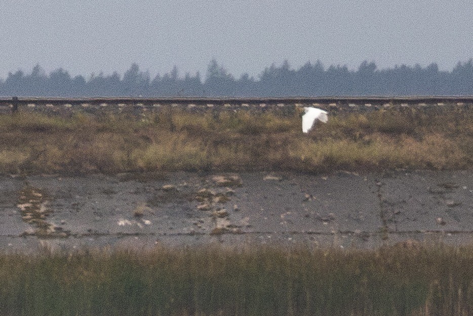 Koartza zuria - ML644814302