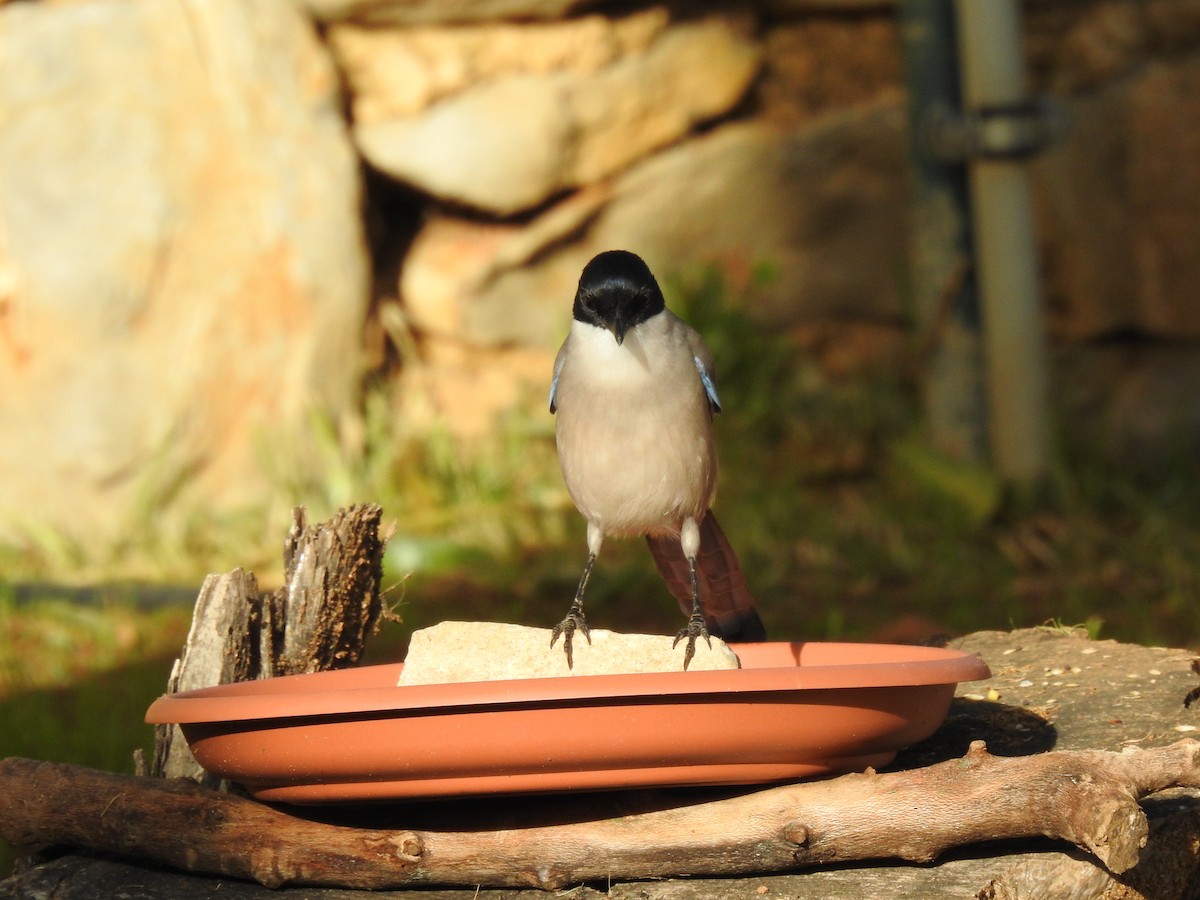 イベリアオナガ - ML644814323