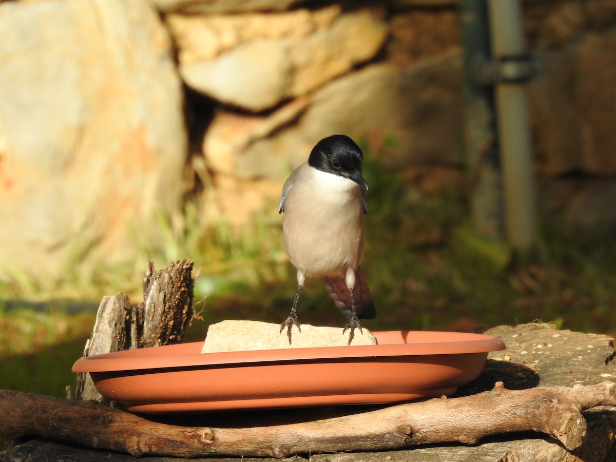 イベリアオナガ - ML644814324