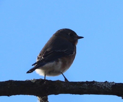 Doğulu Mavi Ardıç - ML644814329