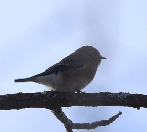 Doğulu Mavi Ardıç - ML644814330