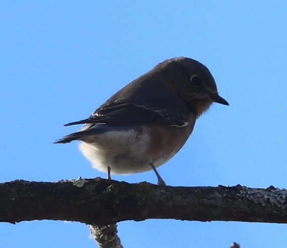 Doğulu Mavi Ardıç - ML644814331