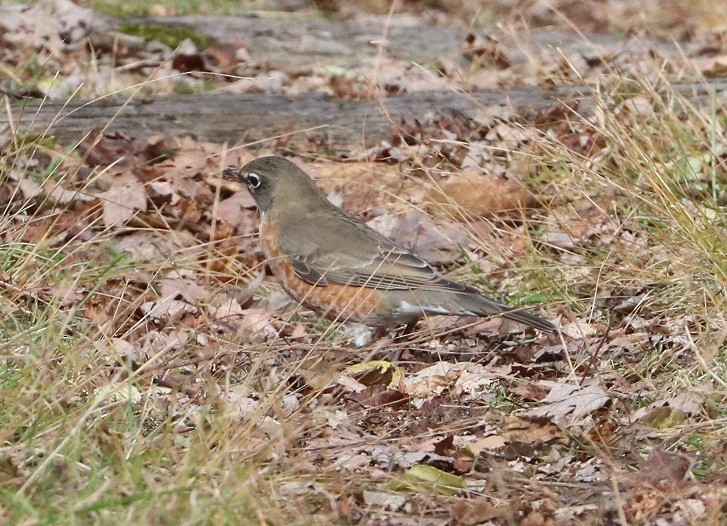 Дрізд мандрівний - ML644814336