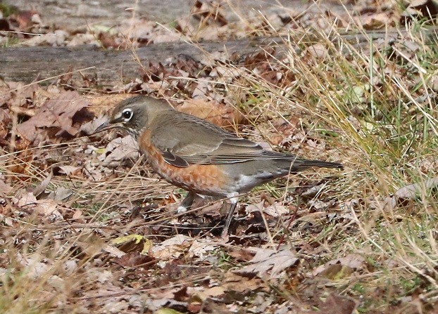 Дрізд мандрівний - ML644814337