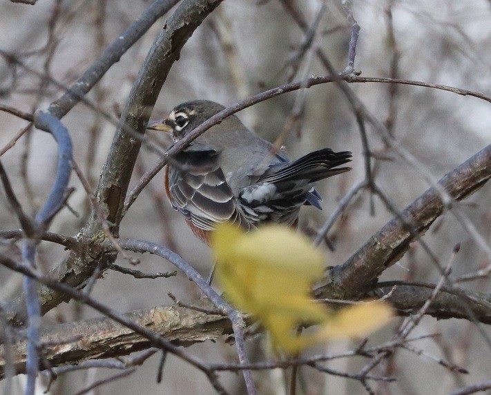 Дрізд мандрівний - ML644814338