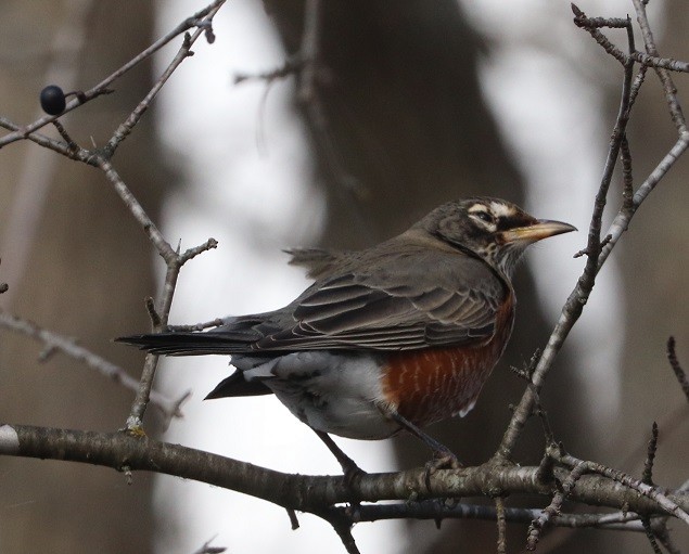Дрізд мандрівний - ML644814339