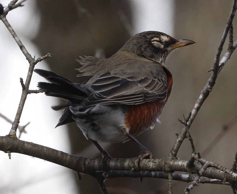 Дрізд мандрівний - ML644814340