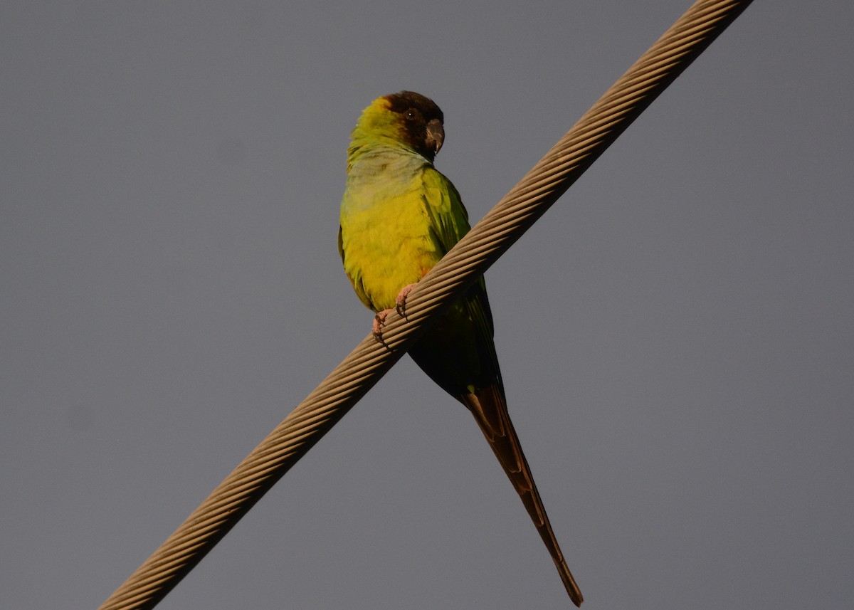 Nanday Parakeet - ML644814341