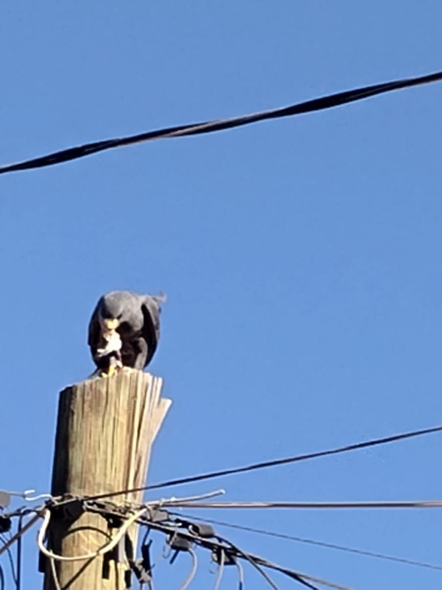 Common Black Hawk - ML644814374