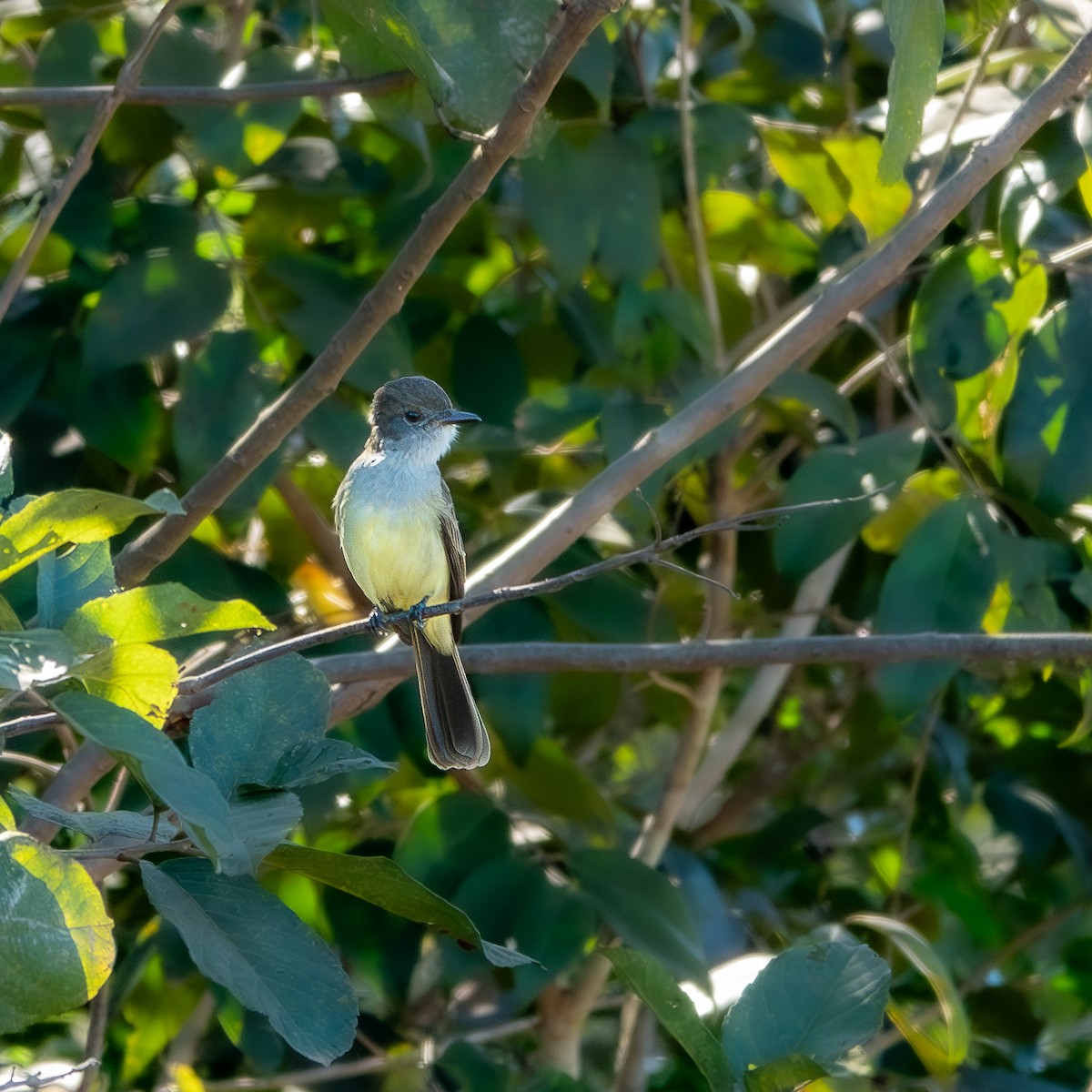 Short-crested Flycatcher - ML644814381
