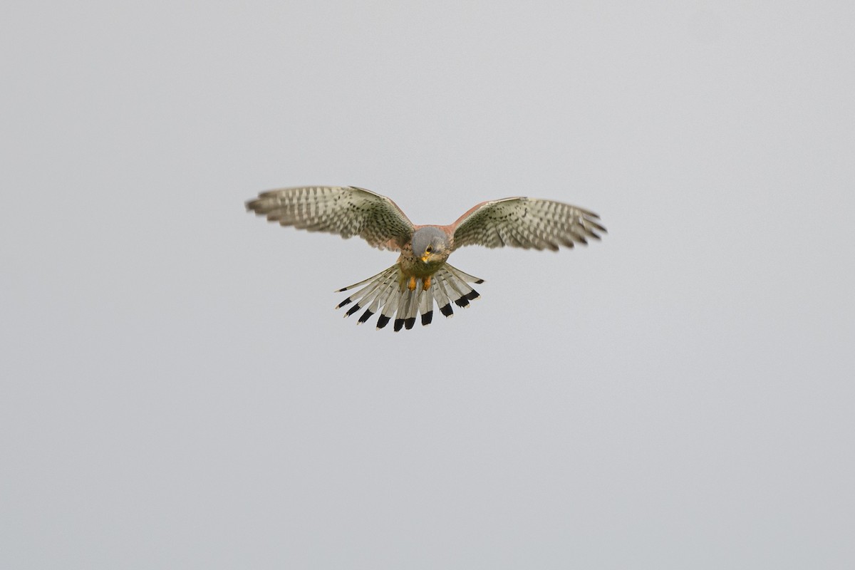Eurasian Kestrel - ML644814384
