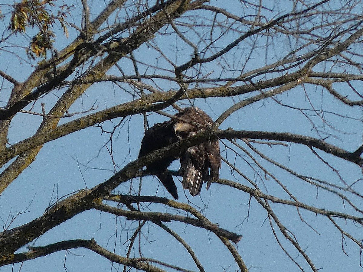 Pigargo Americano - ML644814385