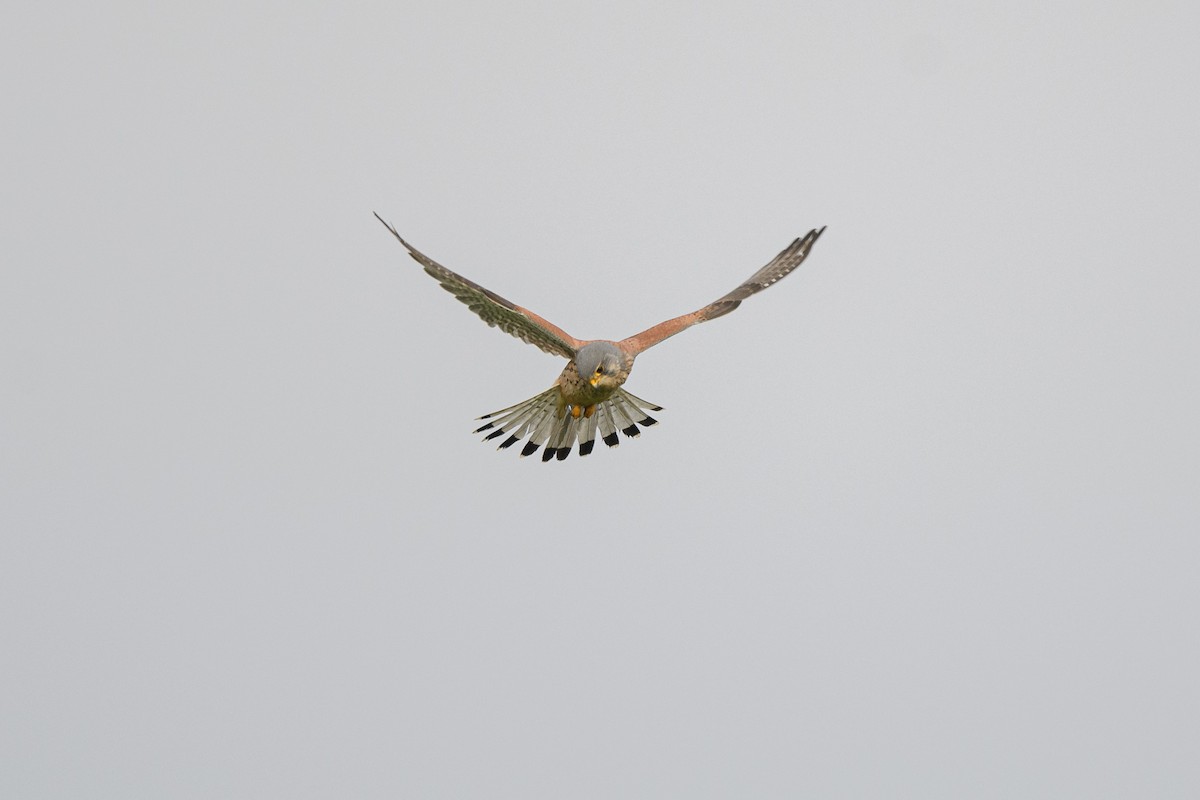 Eurasian Kestrel - ML644814386