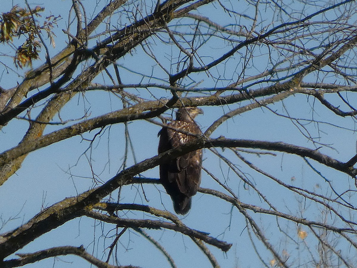 Pigargo Americano - ML644814387