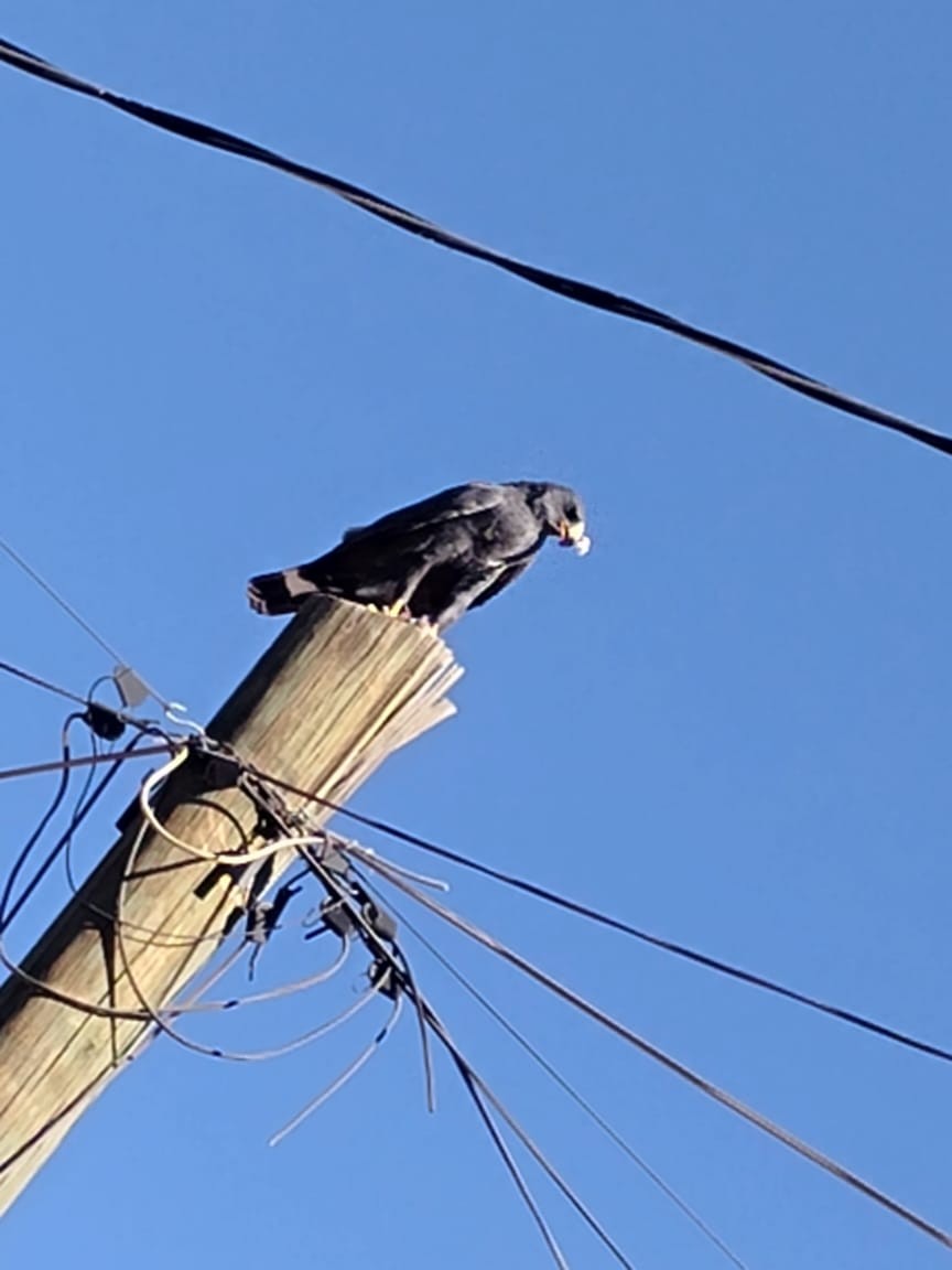 Busardo Negro - ML644814388