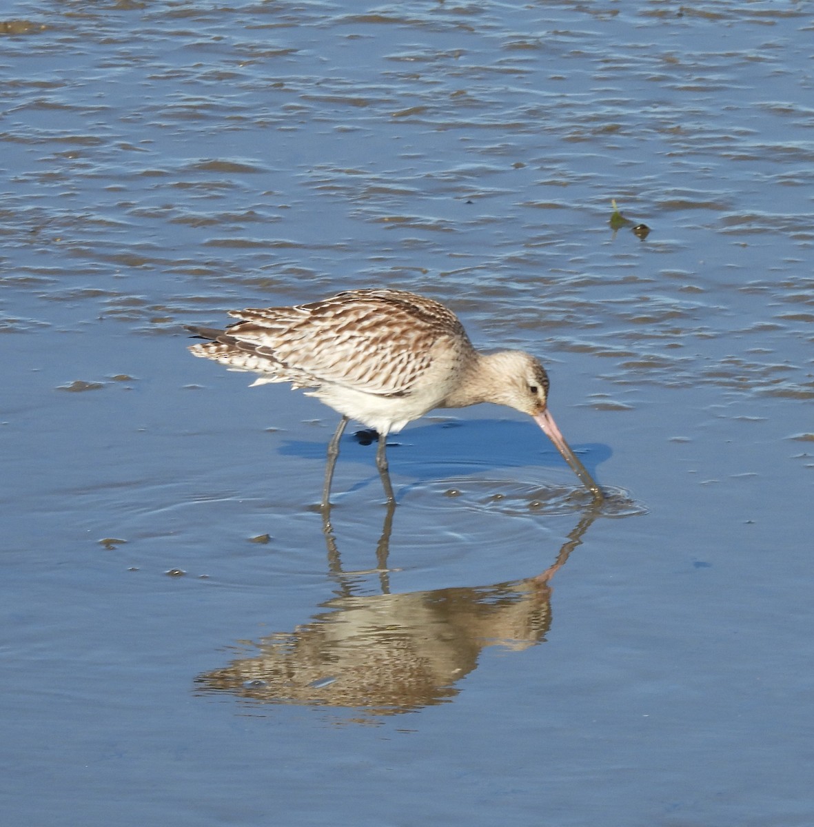 Aguja Colinegra - ML644814391