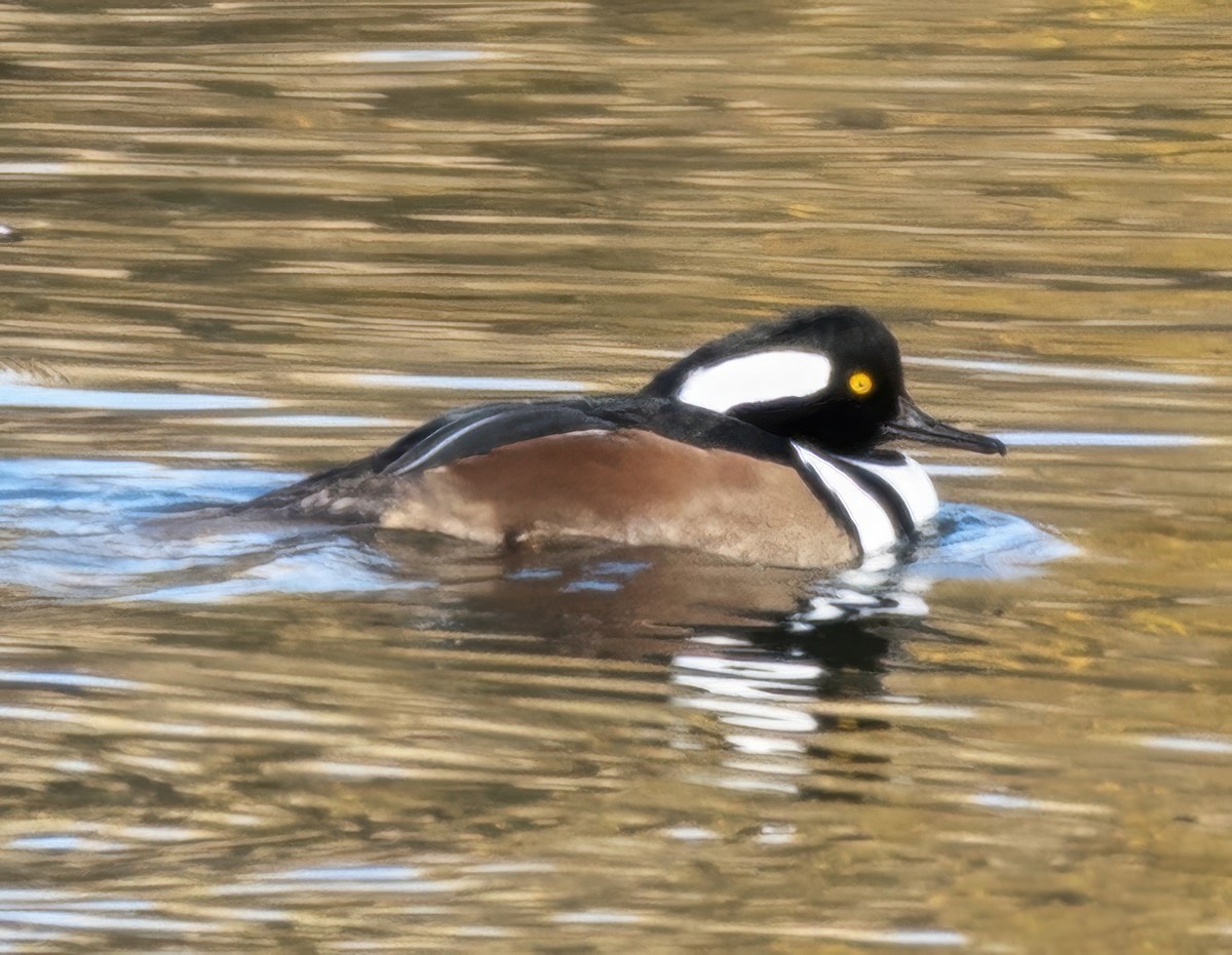 Serreta Capuchona - ML644814392