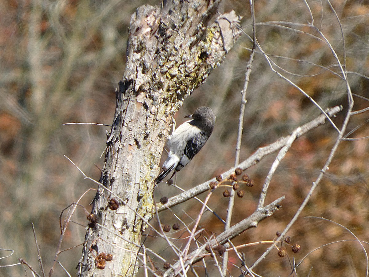 Carpintero Cabecirrojo - ML644814393