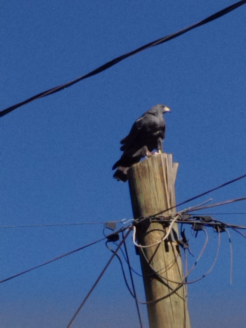 Busardo Negro - ML644814394