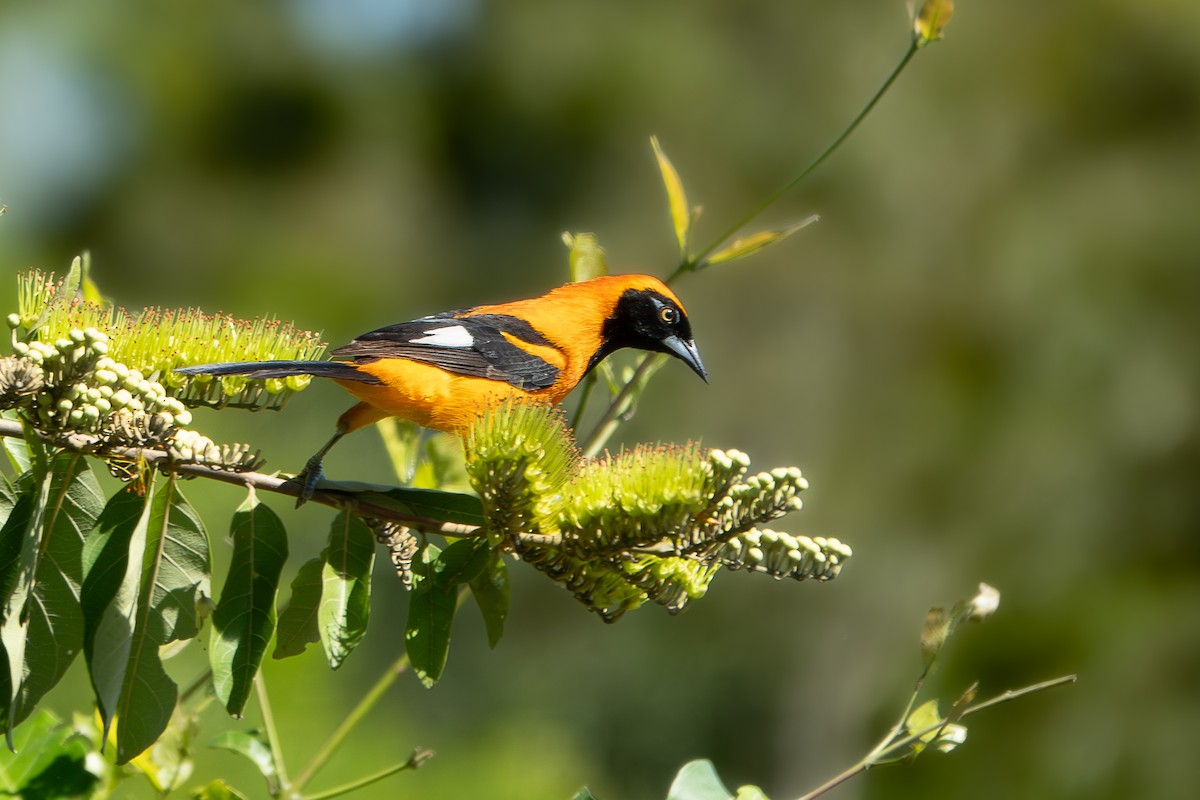 Orange-backed Troupial - ML644814399