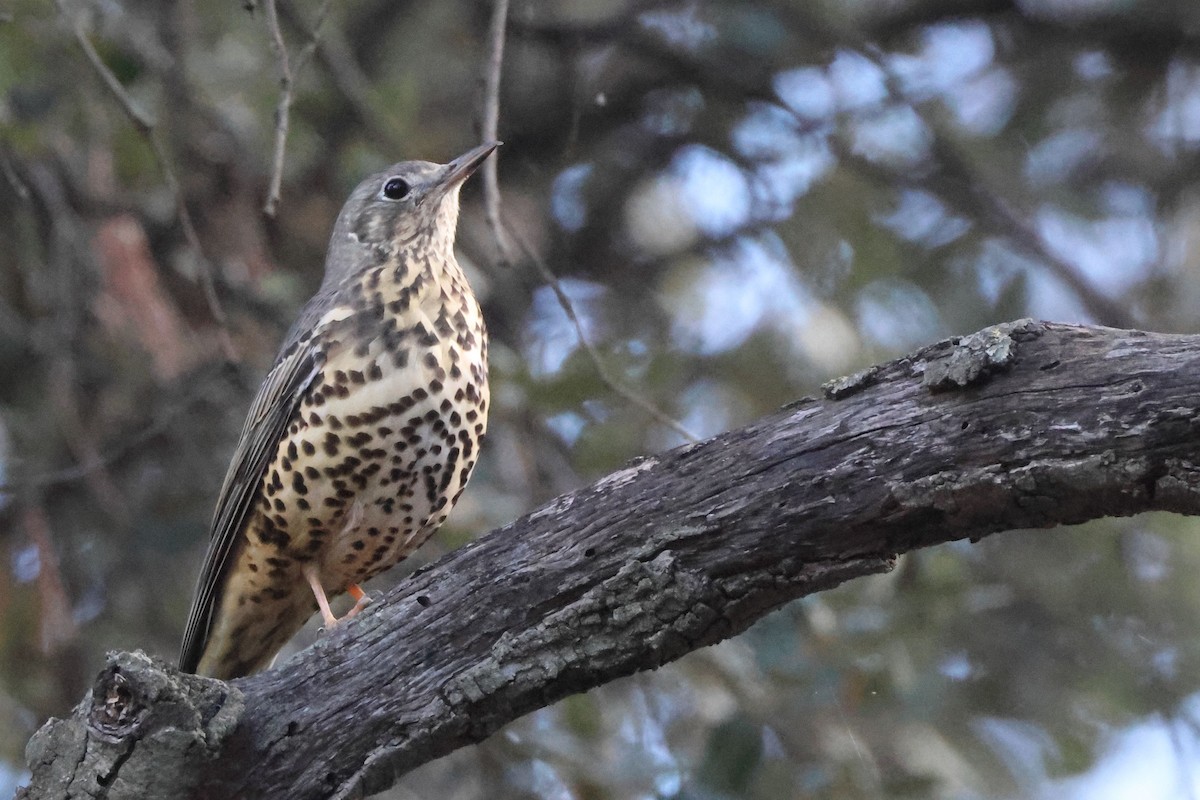 ヤドリギツグミ - ML644814400