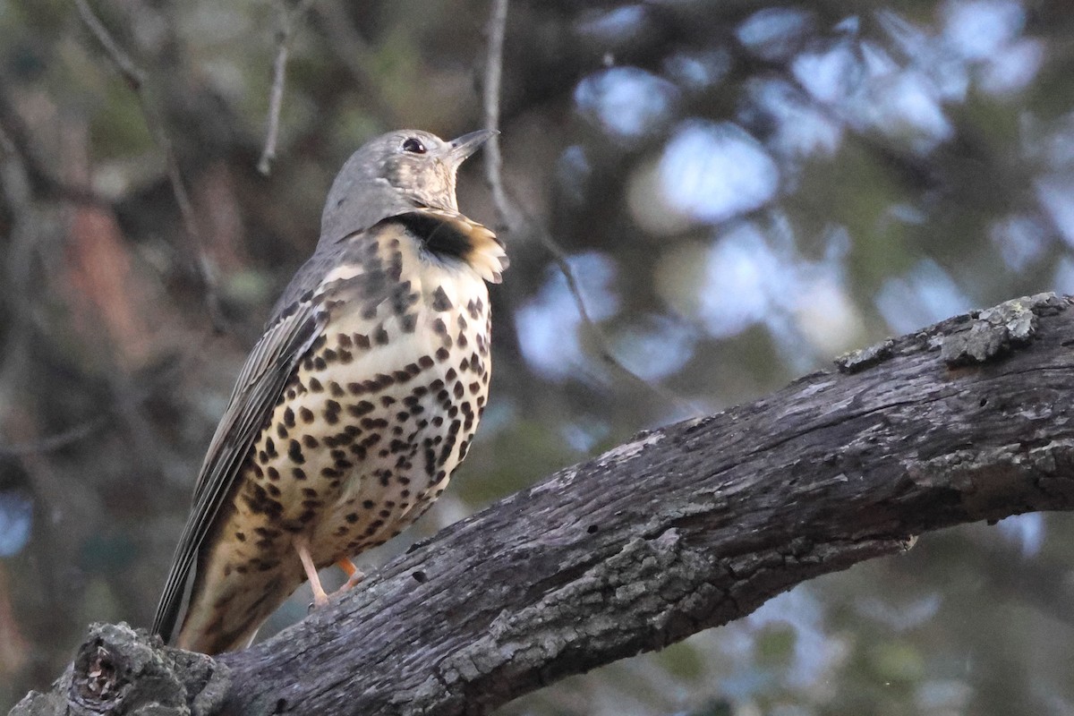 ヤドリギツグミ - ML644814401