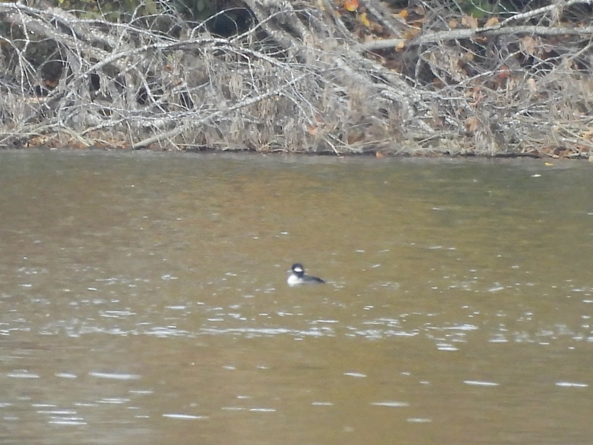 Porrón Albeola - ML644814402