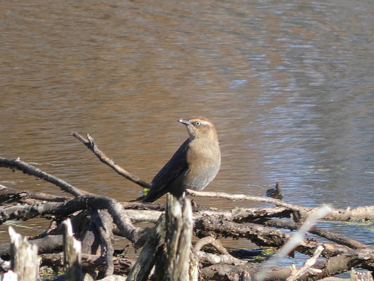 Zanate Canadiense - ML644814403