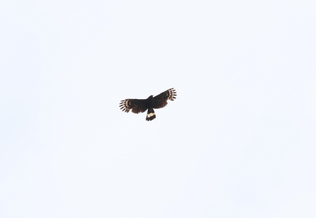 Hook-billed Kite - ML644814404