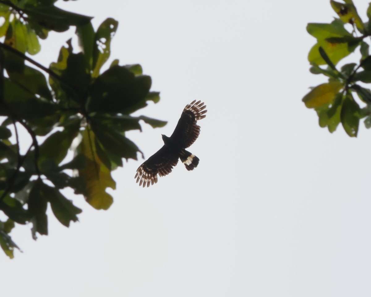 Hook-billed Kite - ML644814405