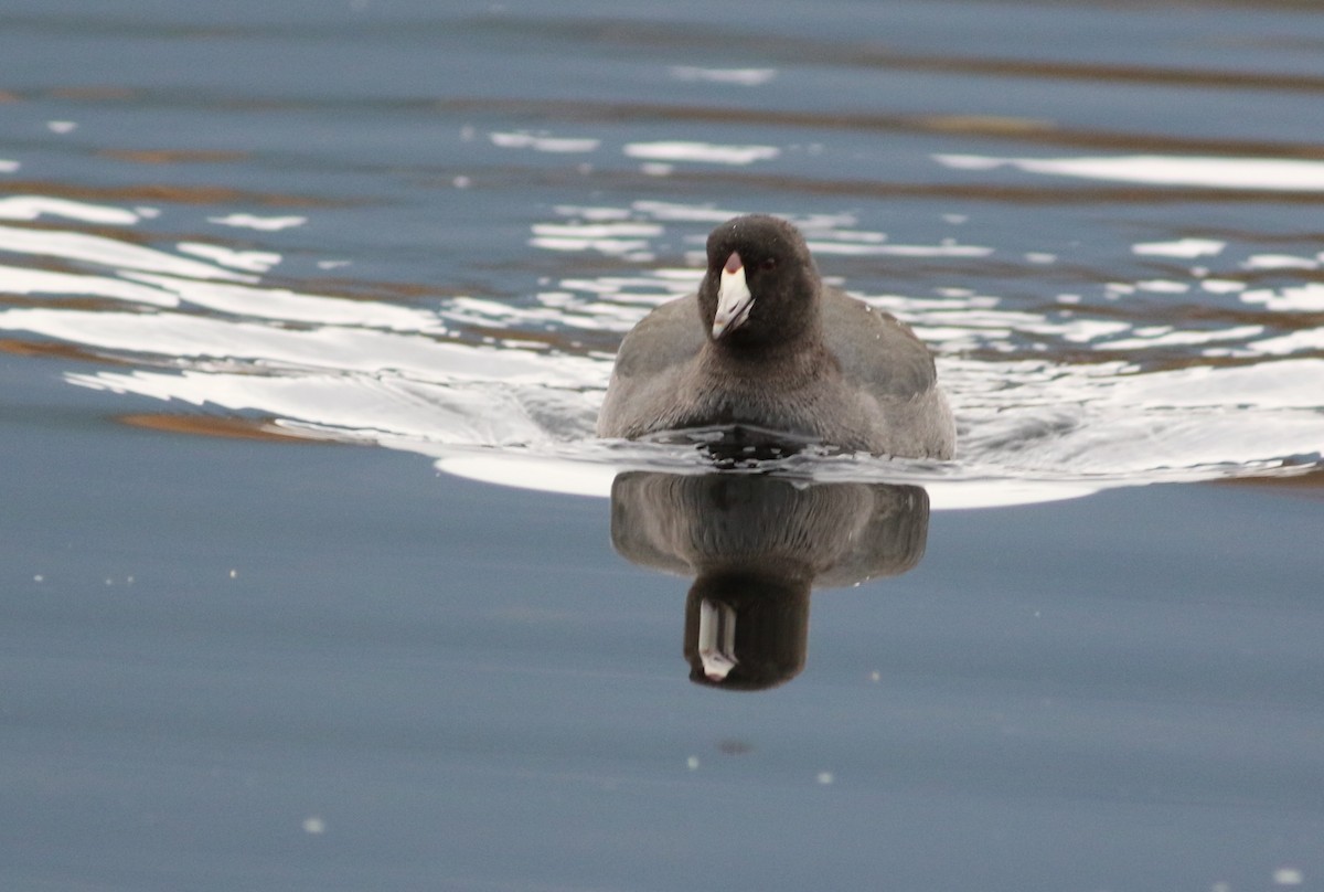 Focha Americana - ML644814406